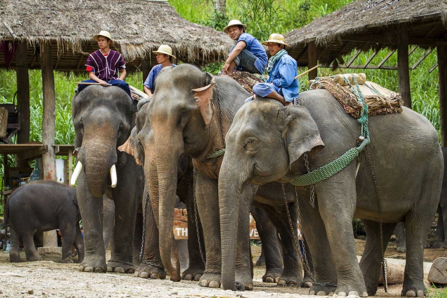 Día 5: Chiang Mai - Día completo de safari en elefante y rafting en bambú (D, A)