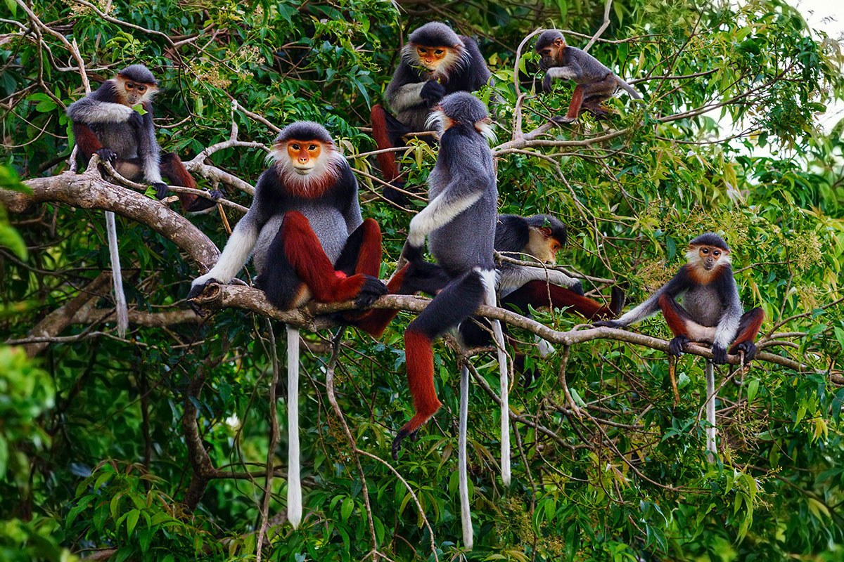  La Selva De Vietnam