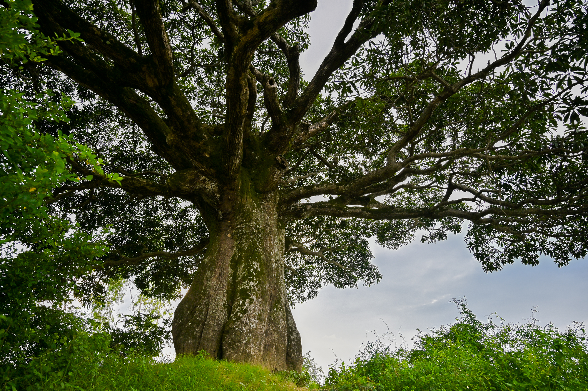  La Selva De Vietnam