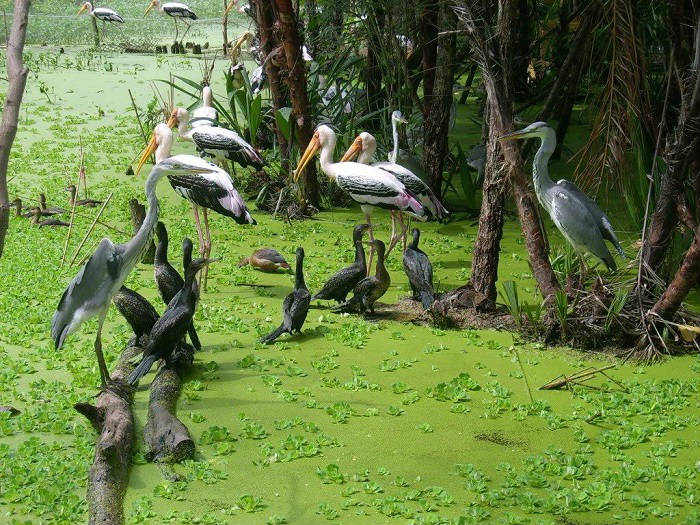  La Selva De Vietnam