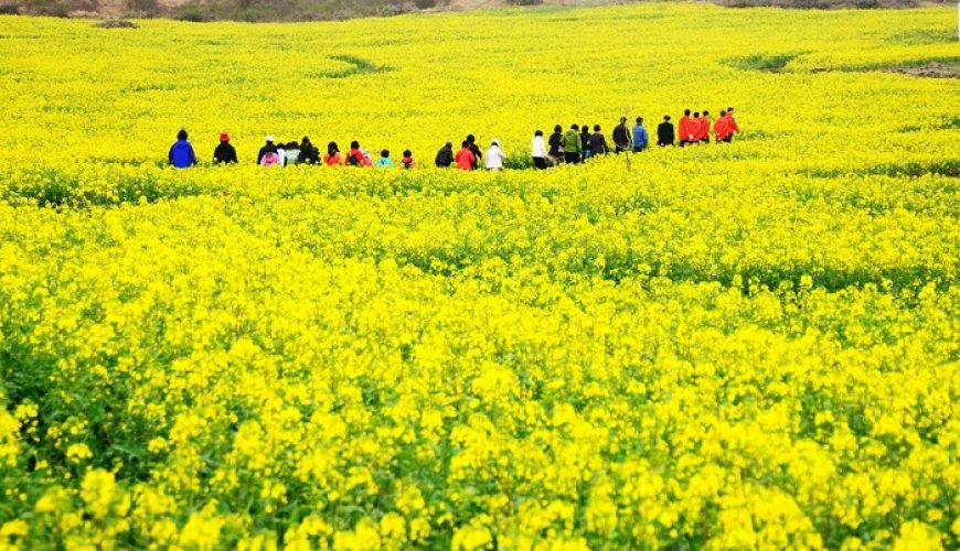 ¿Cuál es la mejor época para visitar Ha Giang?