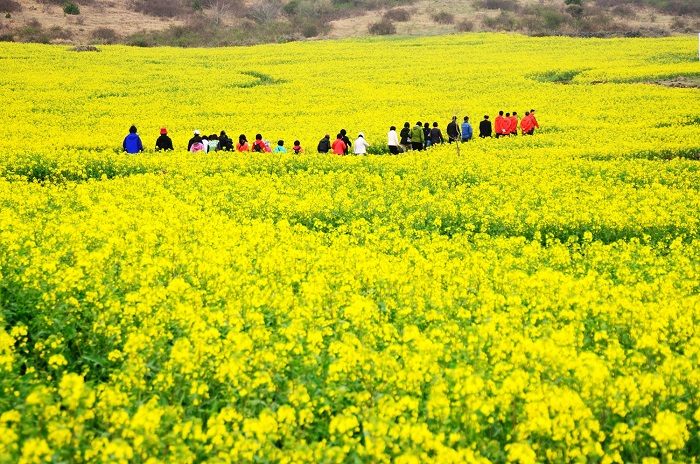 ¿Cuál es la mejor época para visitar Ha Giang?